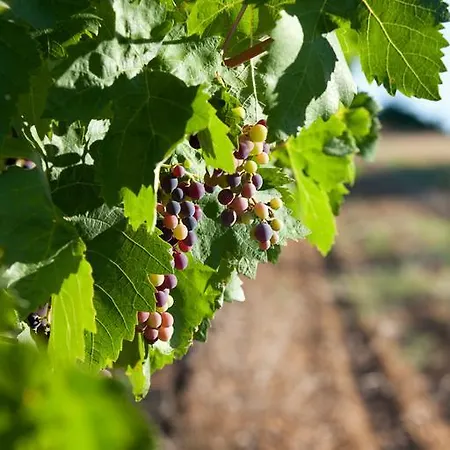 Luksustelt Saint Paul Le Marseillais Tentes Equippees Hebergements Insolites